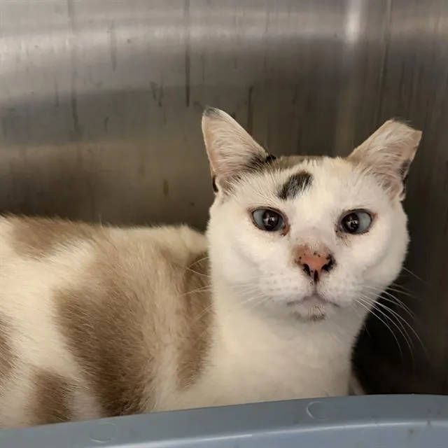 An adult small-sized female Domestic Short Hair cat named Angel Lloyd for adoption in Centerville, MA
