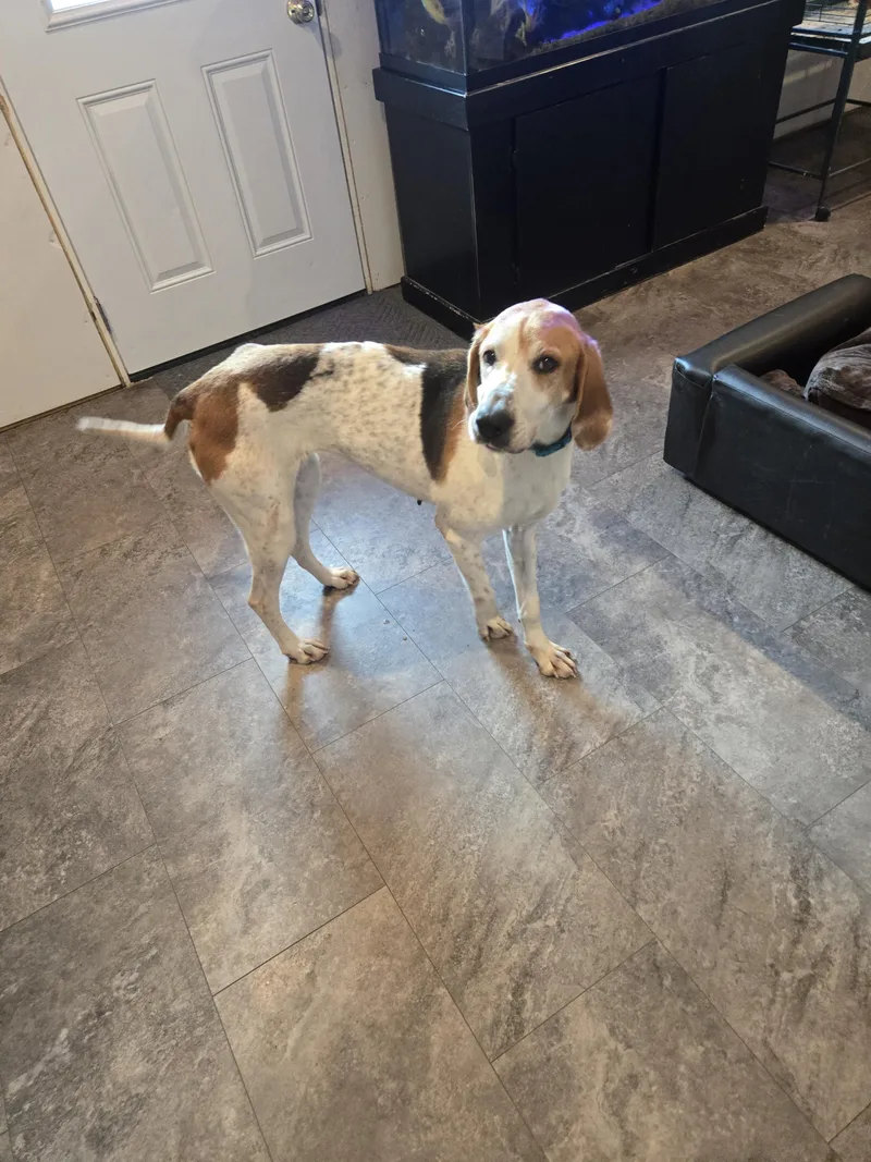 An adult large-sized female Treeing Walker Coonhound dog named Willow for adoption in Cattaraugus, NY