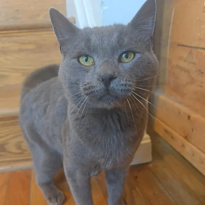 An adult medium-sized male Gray / Blue / Silver Domestic Short Hair cat named Gary for adoption in Jarrettsville, MD