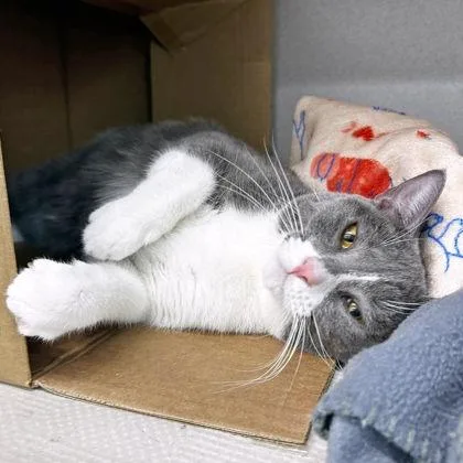 An adult small-sized female Gray / Blue / Silver American Bobtail cat named Azula for adoption in Atlanta, GA