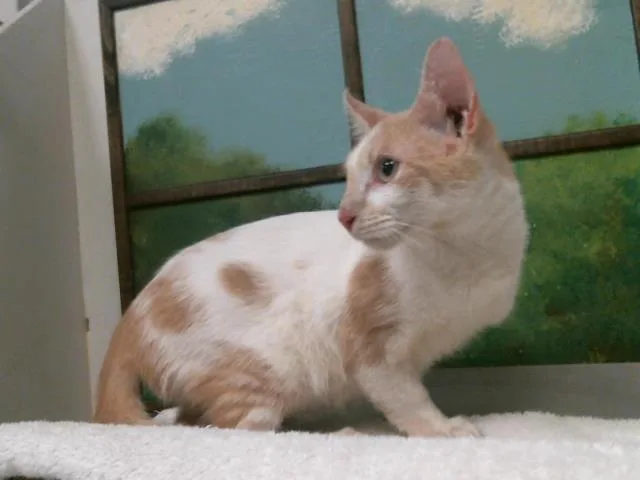 A baby medium-sized male Domestic Short Hair cat named Leo for adoption in Houston, TX