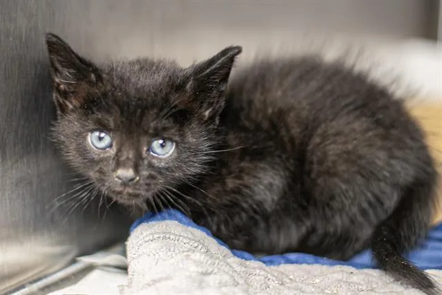 A baby small-sized male Domestic Short Hair cat named Artemis for adoption in Charlotte, NC