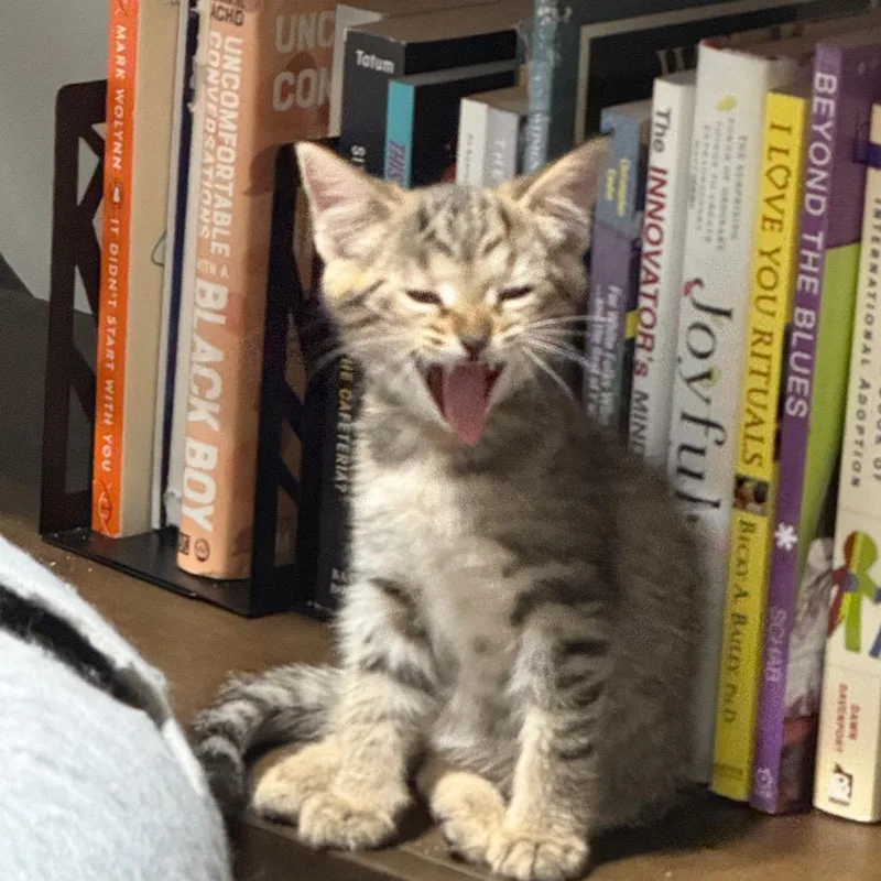 A baby small-sized female Brown / Chocolate Domestic Short Hair cat named Maple for adoption in Chapel Hill, NC