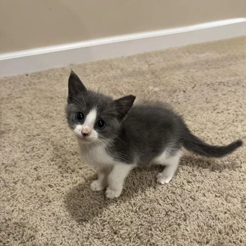 A baby small-sized male Gray / Blue / Silver Domestic Short Hair cat named Pickles for adoption in Odenville, AL