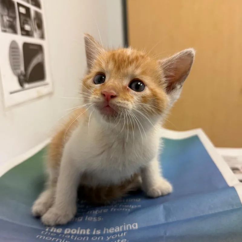 A baby small-sized male Orange / Red Domestic Short Hair cat named Alfa Romeo for adoption in Jacksonville, FL