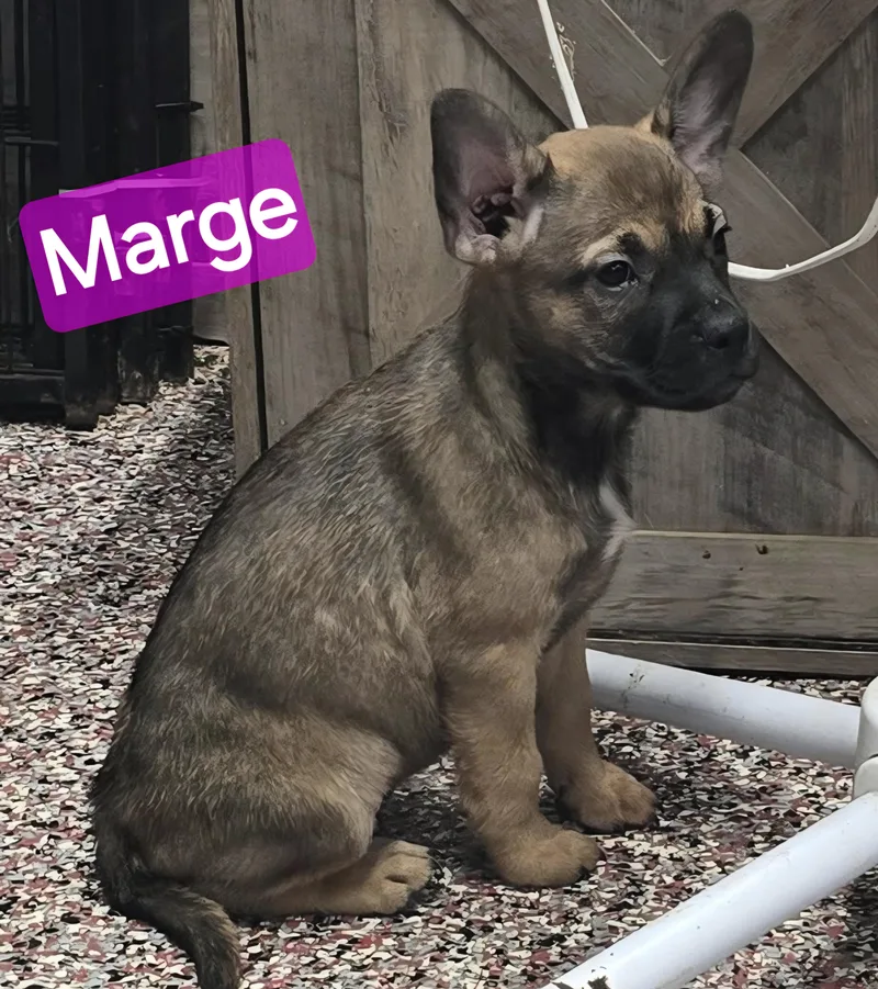 A baby small-sized female French Bulldog dog named Marge for adoption in Wheelersburg, OH