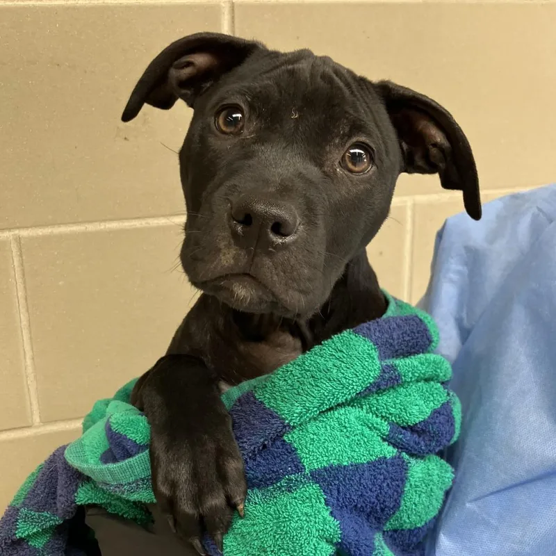 A baby medium-sized male Black Mixed Breed dog named Topaz for adoption in Washington Township, OH
