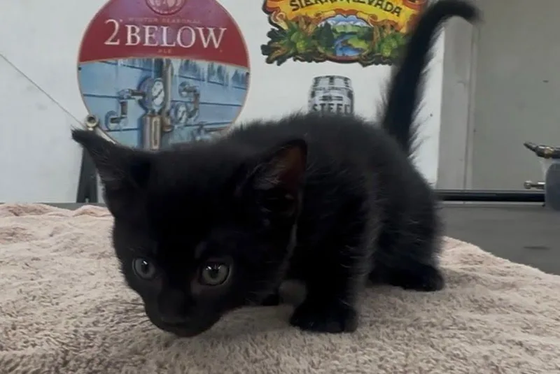 A baby small-sized male Domestic Short Hair cat named Midnight for adoption in South Pasadena, CA