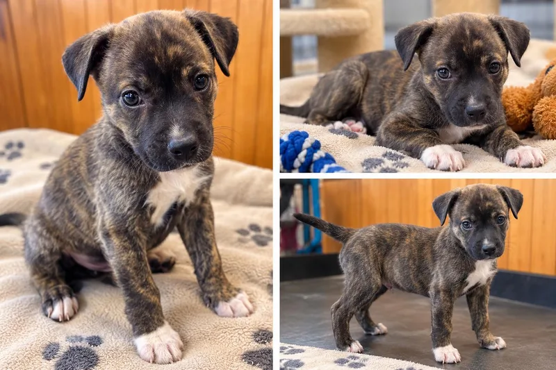 A baby small-sized male Terrier dog named Trigger for adoption in Kiln, MS