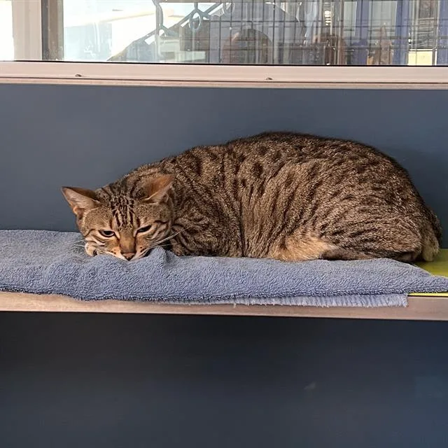 An adult medium-sized male Domestic Short Hair cat named Tal for adoption in Methuen, MA