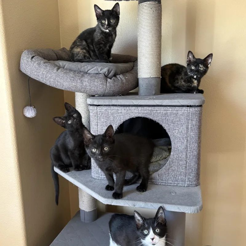 A baby medium-sized female Black Domestic Short Hair cat named Tish INDOOR ONLY for adoption in Stockton, CA
