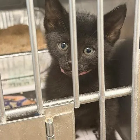 A baby small-sized female Black Domestic Short Hair cat named Cambridge for adoption in Long Beach, CA
