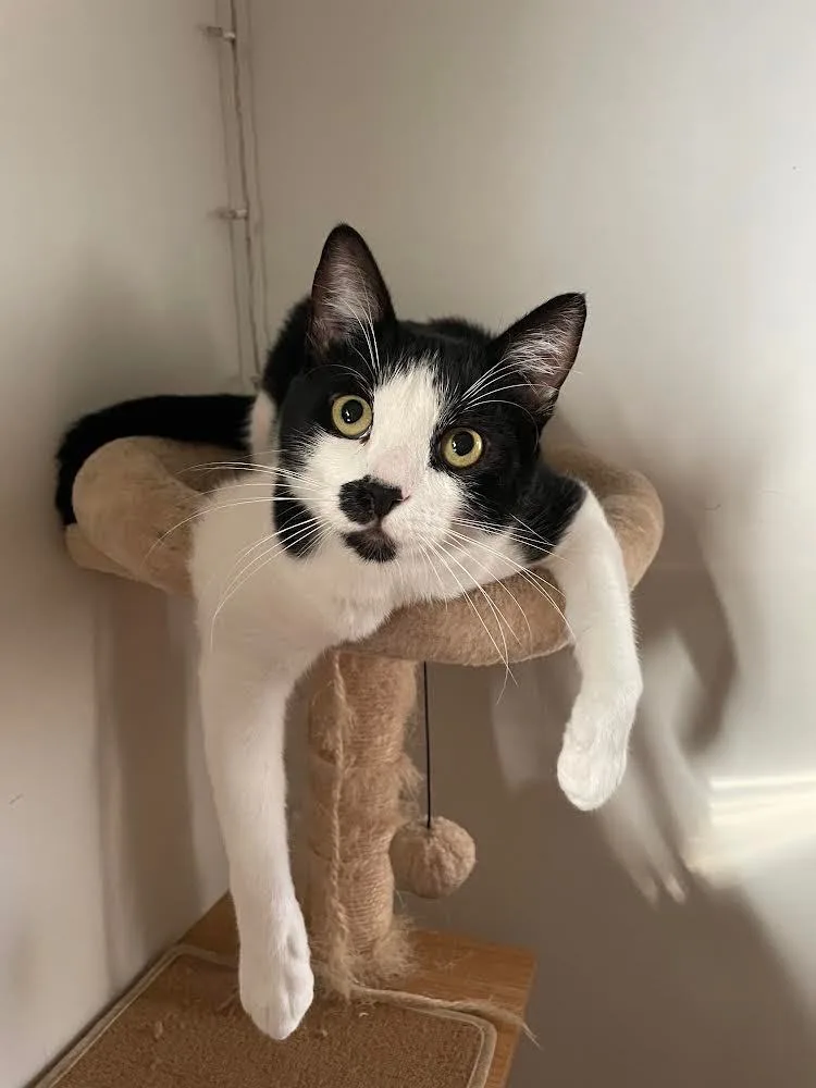 Shade & Shy thumbnail 2