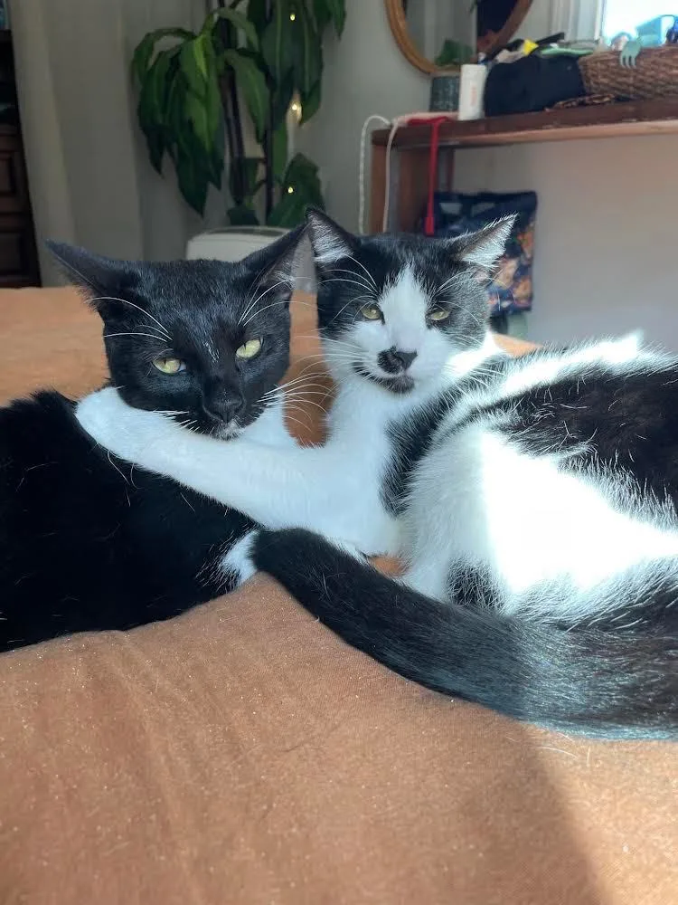 Shade & Shy thumbnail 3