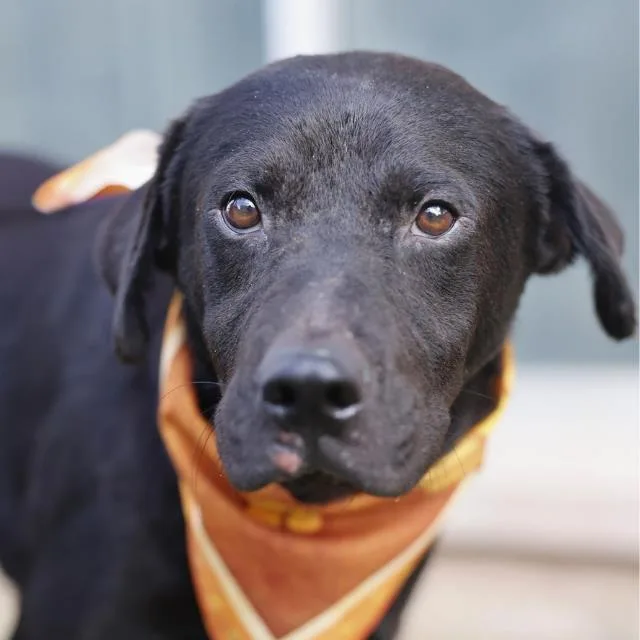 An adult medium-sized male Labrador Retriever dog named Skipper for adoption in San Antonio, TX