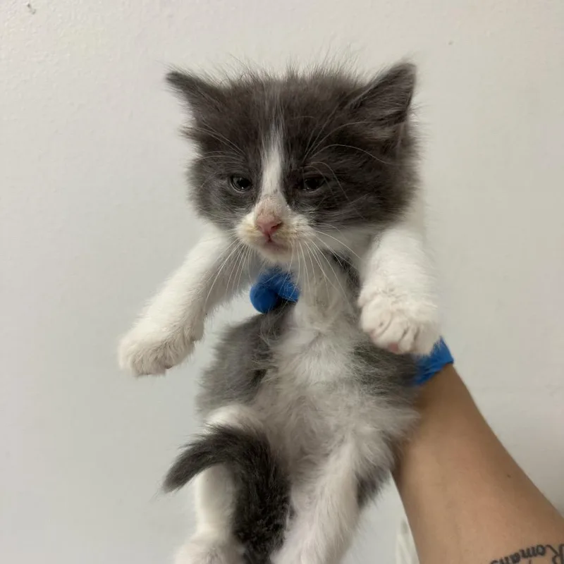 A baby small-sized female White Domestic Short Hair cat named Tommie for adoption in Edinburg, TX