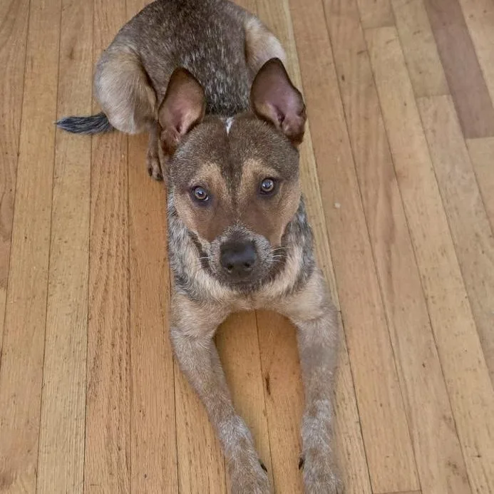A young medium-sized male Australian Cattle Dog / Blue Heeler dog named Rex for adoption in Torrance, CA
