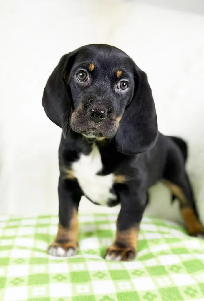 Spring Litter  Moss thumbnail 3