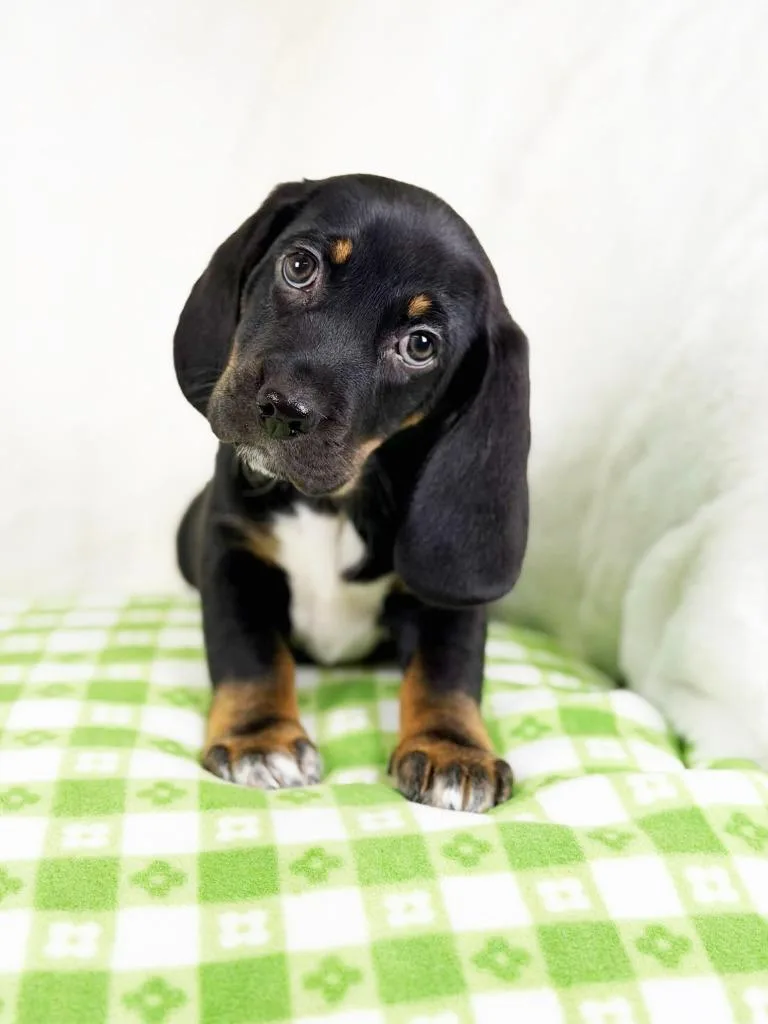 Spring Litter  Moss thumbnail 4