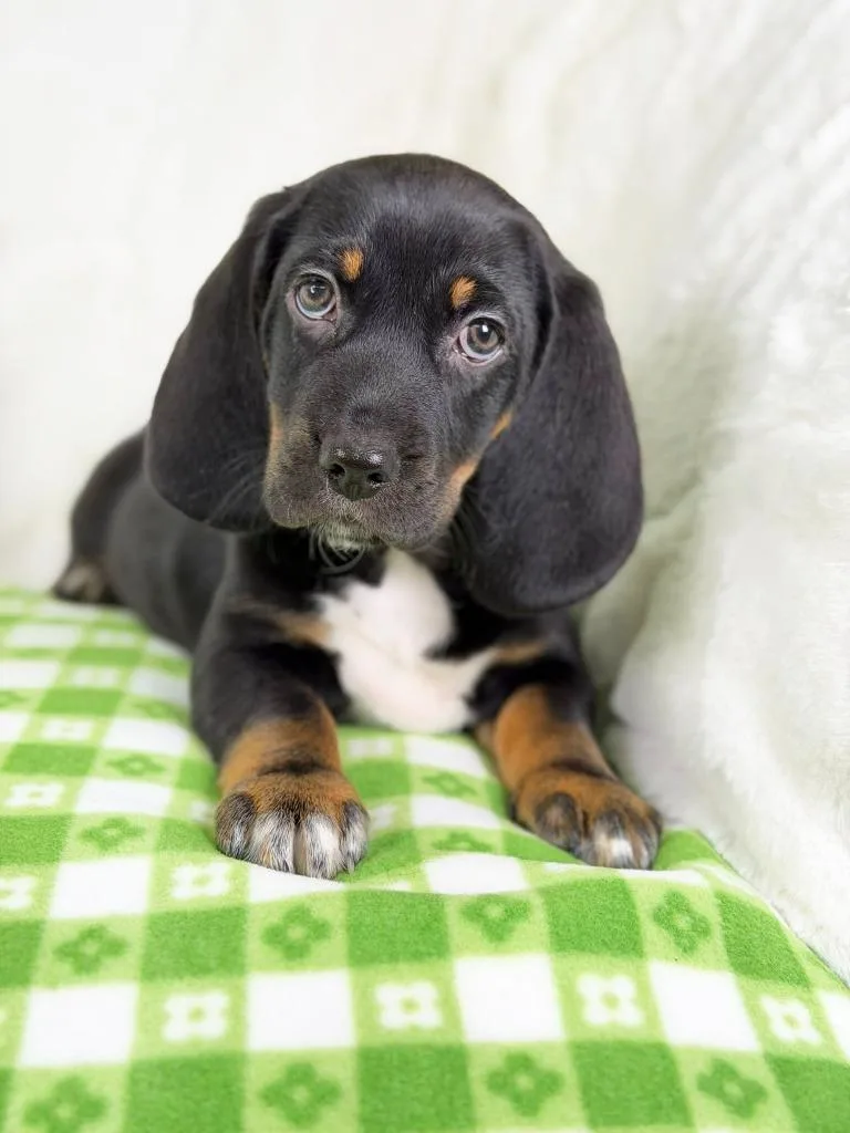 Spring Litter  Moss thumbnail 5