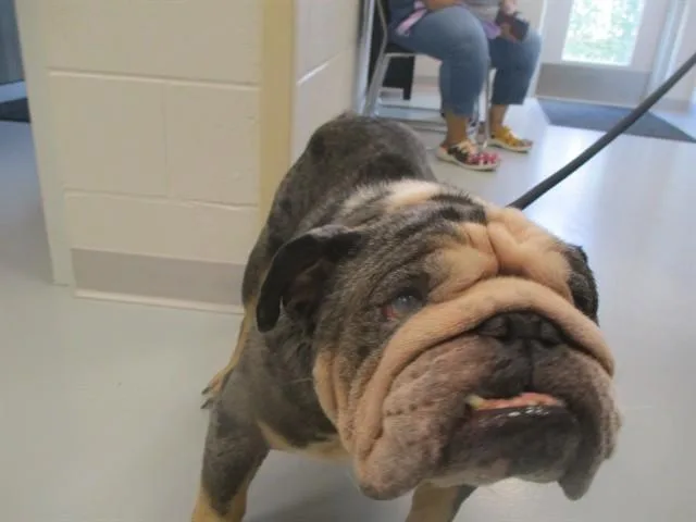 A young medium-sized male English Bulldog dog named Gordo for adoption in Ocala, FL