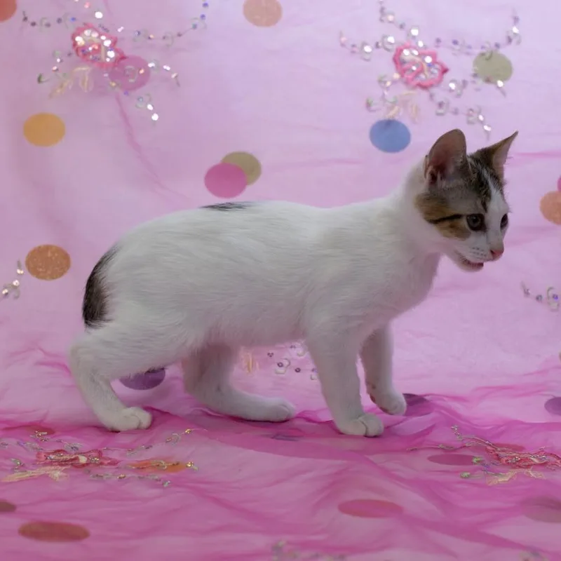 A baby small-sized female Gray / Blue / Silver Domestic Short Hair cat named NectarineC for adoption in East Saint Louis, IL