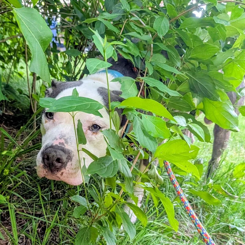 An adult medium-sized male White / Cream Mixed Breed dog named Ruger for adoption in Grand Rapids, MI