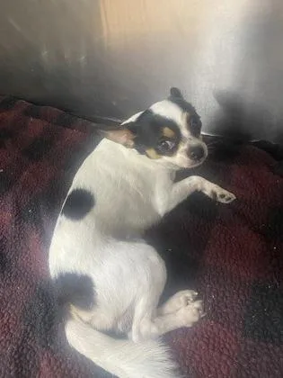 An adult small-sized male Chihuahua dog named Twister for adoption in Gainesville, FL