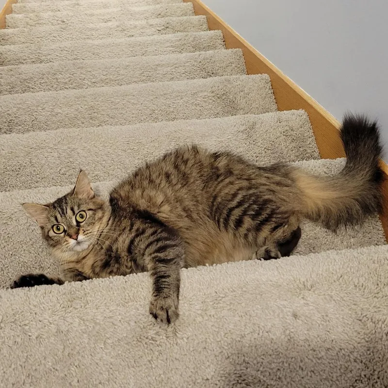 An adult medium-sized female Brown / Chocolate Domestic Medium Hair cat named Rae C for adoption in Minnetonka, MN