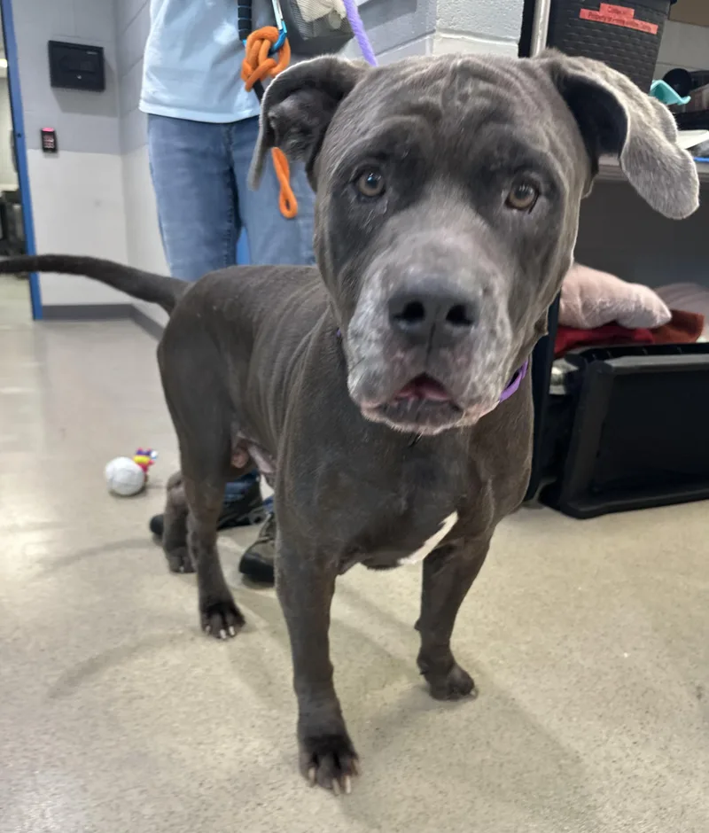 An adult large-sized male Mastiff dog named Hank Hill for adoption in Manassas, VA