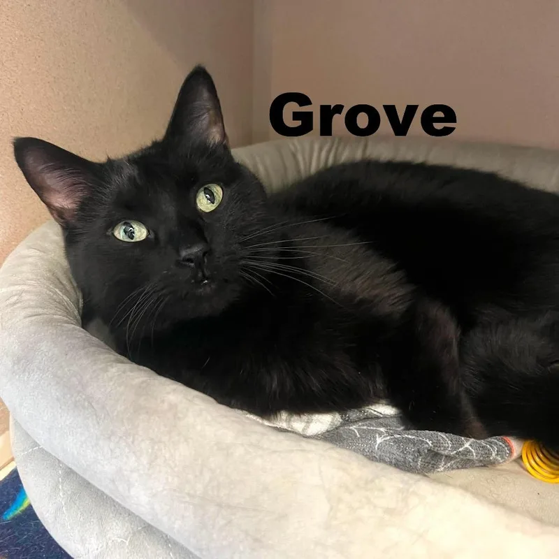 Grove