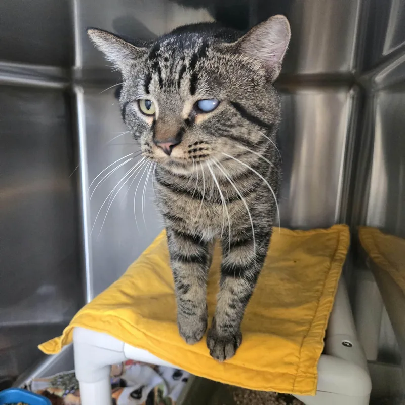A young medium-sized male Tabby (Gray / Blue / Silver) Tabby cat named Smith for adoption in West Branch, MI