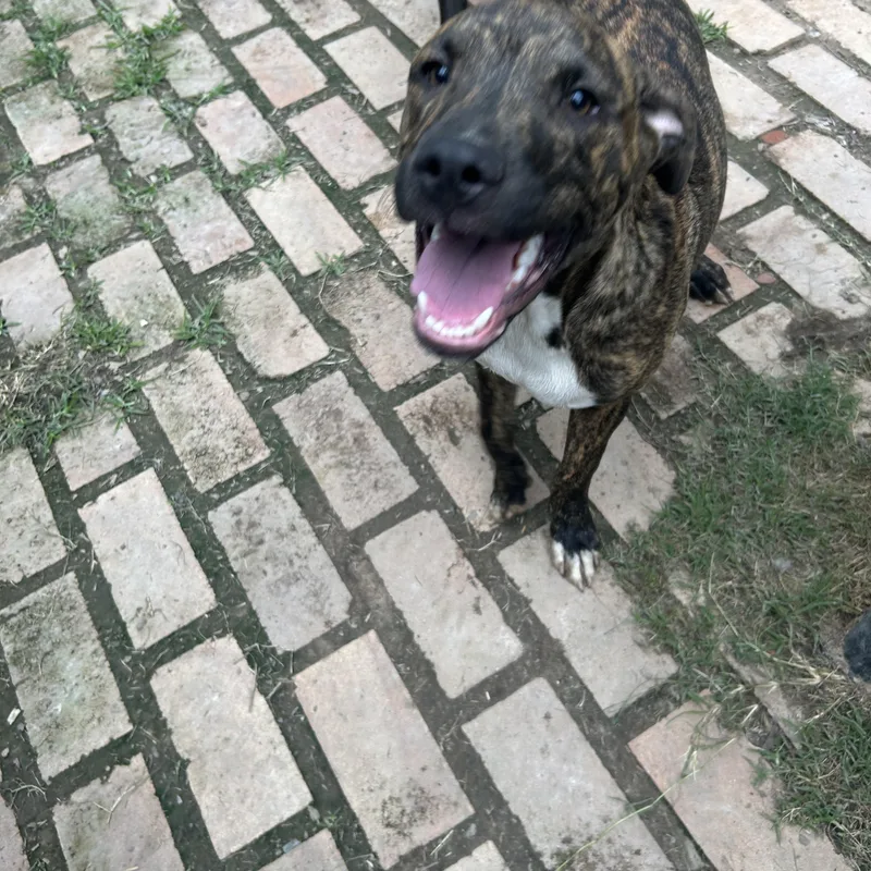 A young medium-sized male Brindle Catahoula Leopard Dog dog named Justin for adoption in Pine Bluff, AR