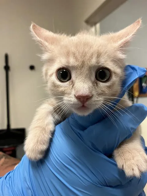 A baby small-sized male Domestic Short Hair cat named Chad for adoption in Long Beach, CA