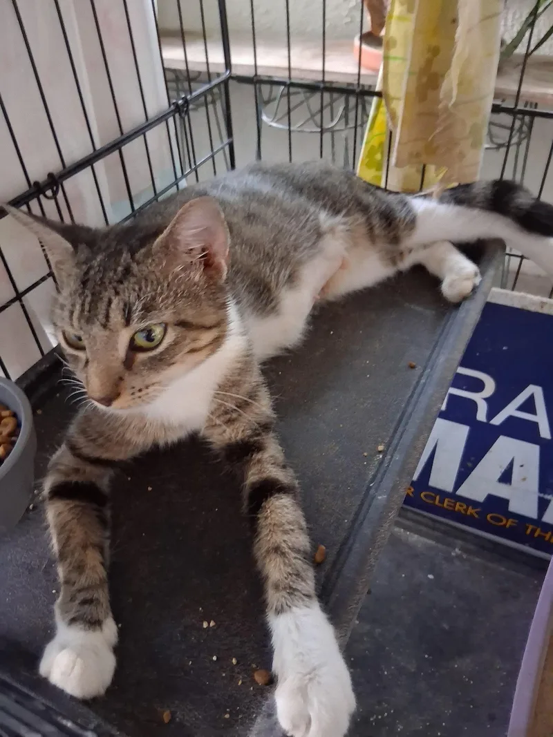 An adult medium-sized female Domestic Short Hair cat named Letty for adoption in Oviedo, FL