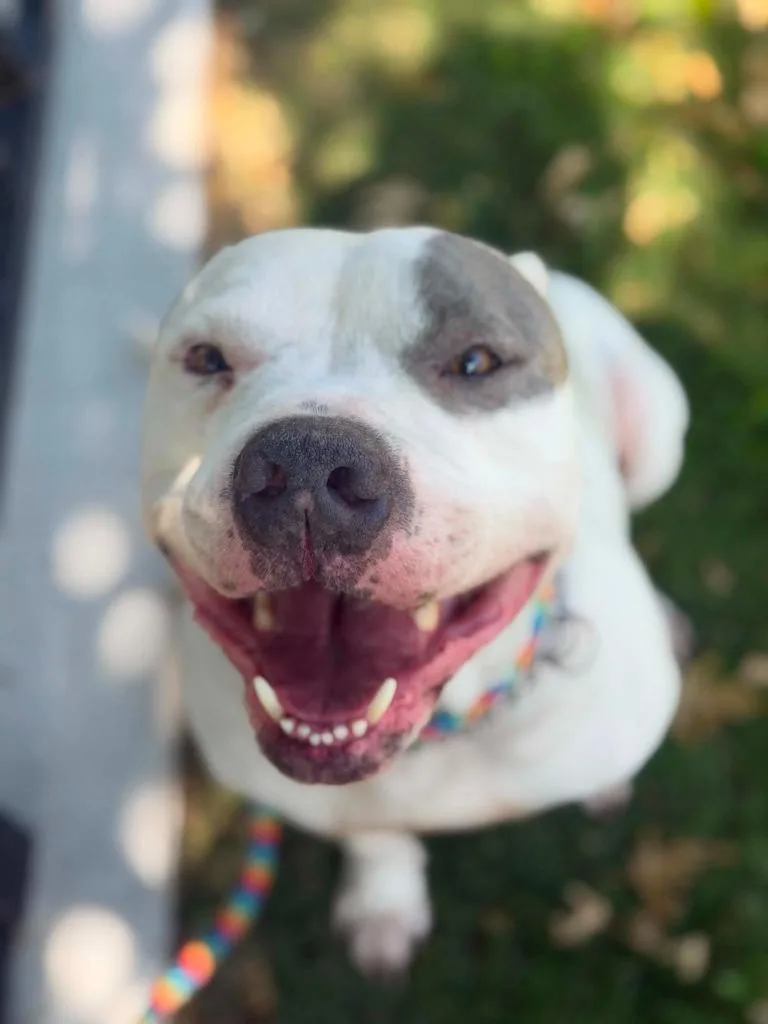An adult large-sized male White / Cream Pit Bull Terrier dog named Weston for adoption in Austin, TX