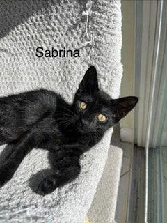 A baby medium-sized female Black Domestic Short Hair cat named Sabrina for adoption in Oakland Park, FL