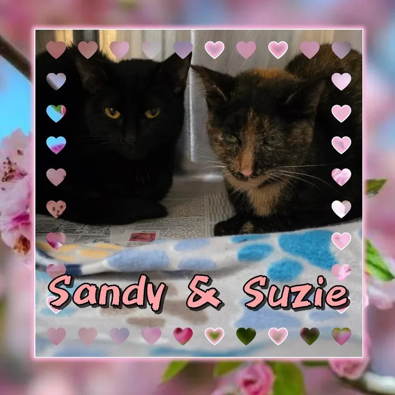 An adult medium-sized female Black Domestic Short Hair cat named Suzie for adoption in Wheeling, IL