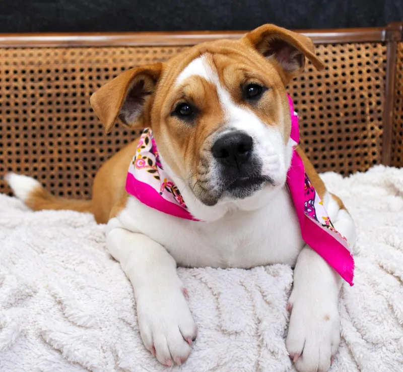 A young large-sized female Mixed Breed dog named Gibbs for adoption in Cheboygan, MI