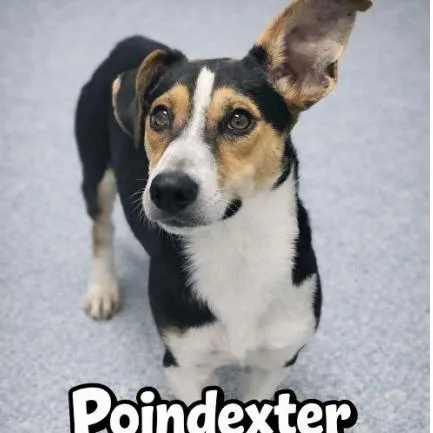 An adult medium-sized male Black Mixed Breed dog named Poindexter for adoption in Chicago, IL