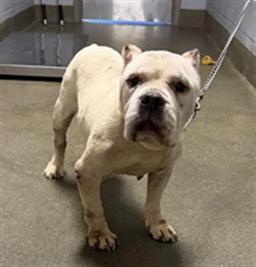 An adult medium-sized male Mixed Breed dog named Rambo for adoption in Jacksonville, FL
