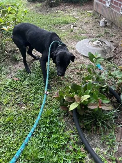 A young medium-sized male Labrador Retriever dog named Cobb for adoption in Savannah, GA