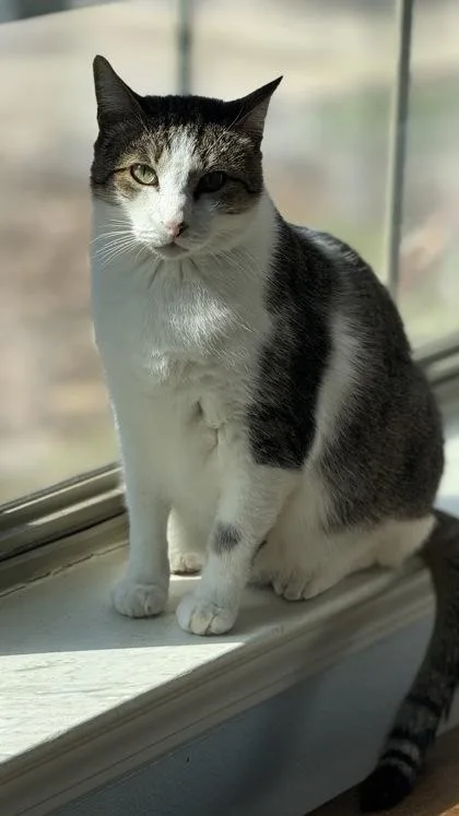 An adult extra large-sized male Domestic Short Hair cat named Leroy for adoption in McKinney, TX