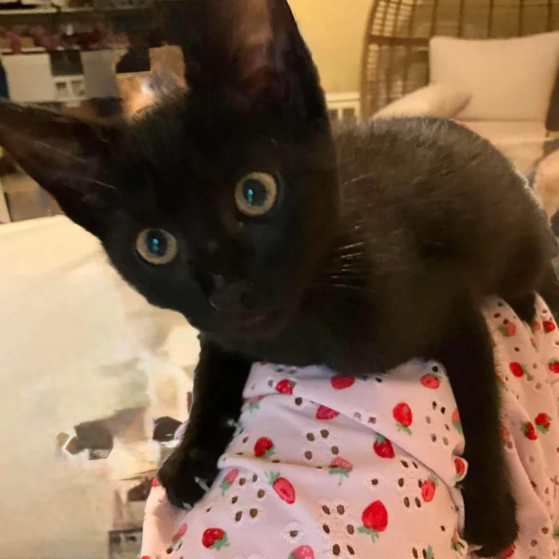 A baby small-sized female Black Domestic Short Hair cat named Venus BozanicZB for adoption in Tallahassee, FL