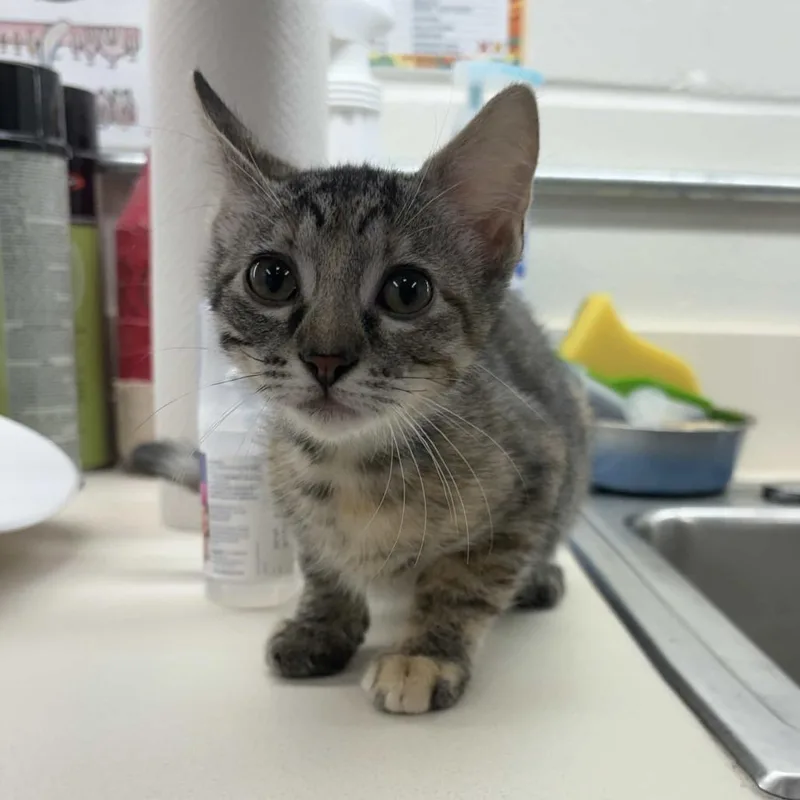 A baby small-sized female Brown / Chocolate Domestic Short Hair cat named Nora for adoption in Beaumont, TX