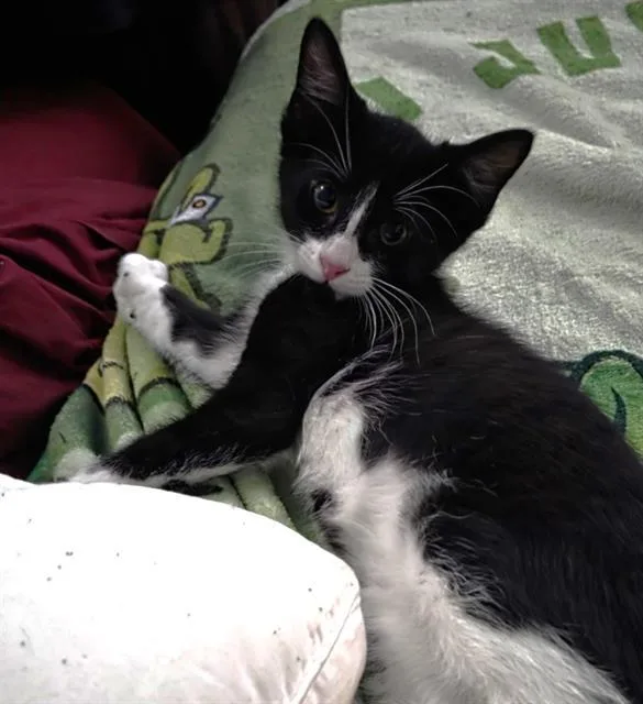 A baby small-sized male Domestic Short Hair cat named Jake for adoption in Sacramento, CA