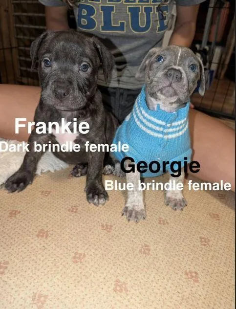 A baby small-sized female Pit Bull Terrier dog named Georgie for adoption in Belleville, MI