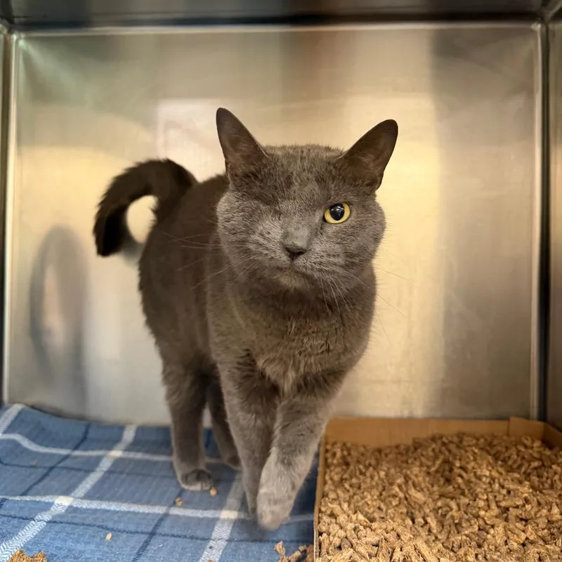 A senior medium-sized female Domestic Short Hair cat named Stormy for adoption in Newark, NJ