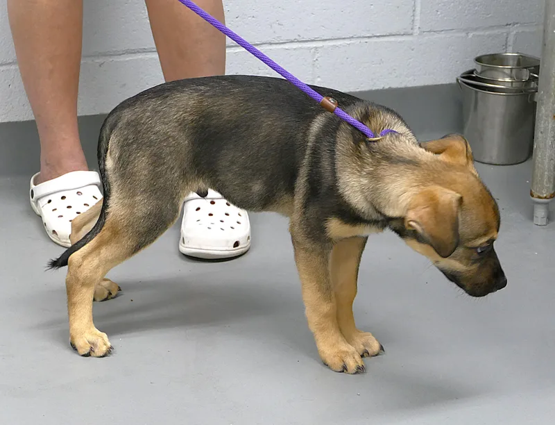 A baby medium-sized male Mixed Breed dog named Thor for adoption in Beechbottom, WV