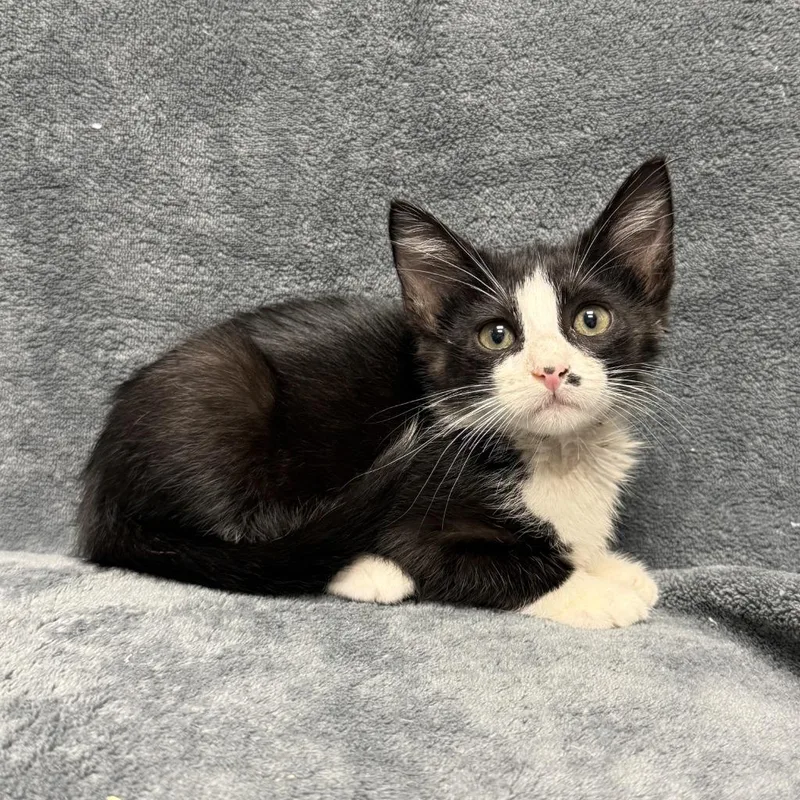 A baby medium-sized male Domestic Short Hair cat named Boggle for adoption in Brenham, TX